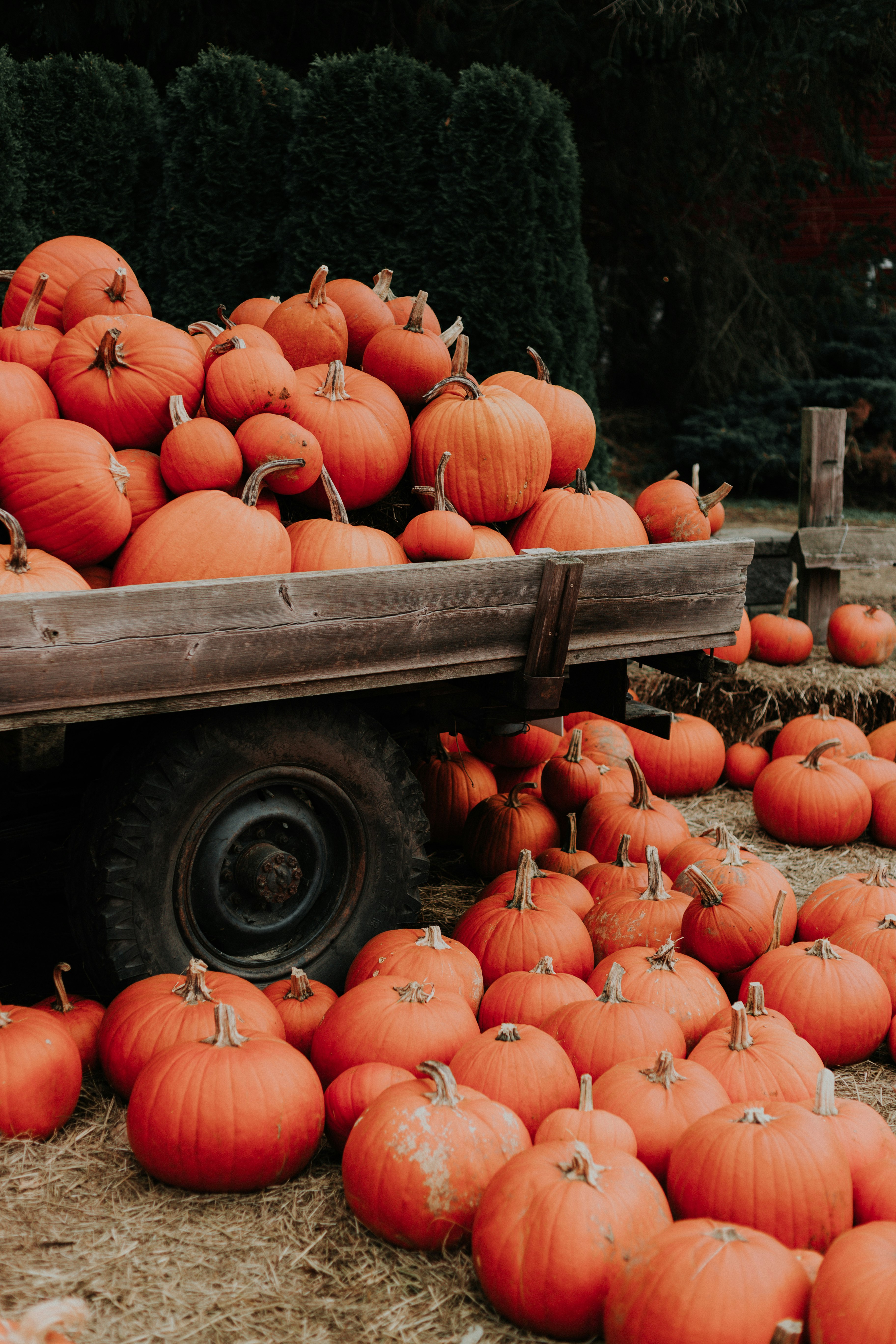 bunch of orange squash